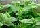 Genetically modified tobacco plants produce antibodies to treat rabies | Virology News | Scoop.it