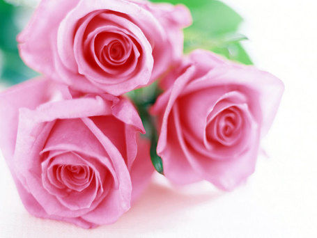 Scientists discover 'switch' in plants to create flowers | Interesting science | Scoop.it