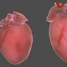 Longevity science