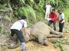 14 Pygmy Elephants Die Mysteriously in Borneo - Clearing Forests - Elephants become "Pests" | Biodiversity IS Life -- Conservation,Ecosystems,Wildlife,Rivers,Water,Forests | Scoop.it