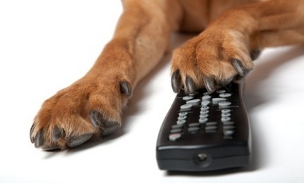 Nestl&eacute; whistles up adverts to drive dogs wild - FT.com | Charliban Worldwide | Scoop.it