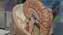 Stress and appetite link explained by Calgary research - Health - CBC News | Anxiety and PTSD | Scoop.it