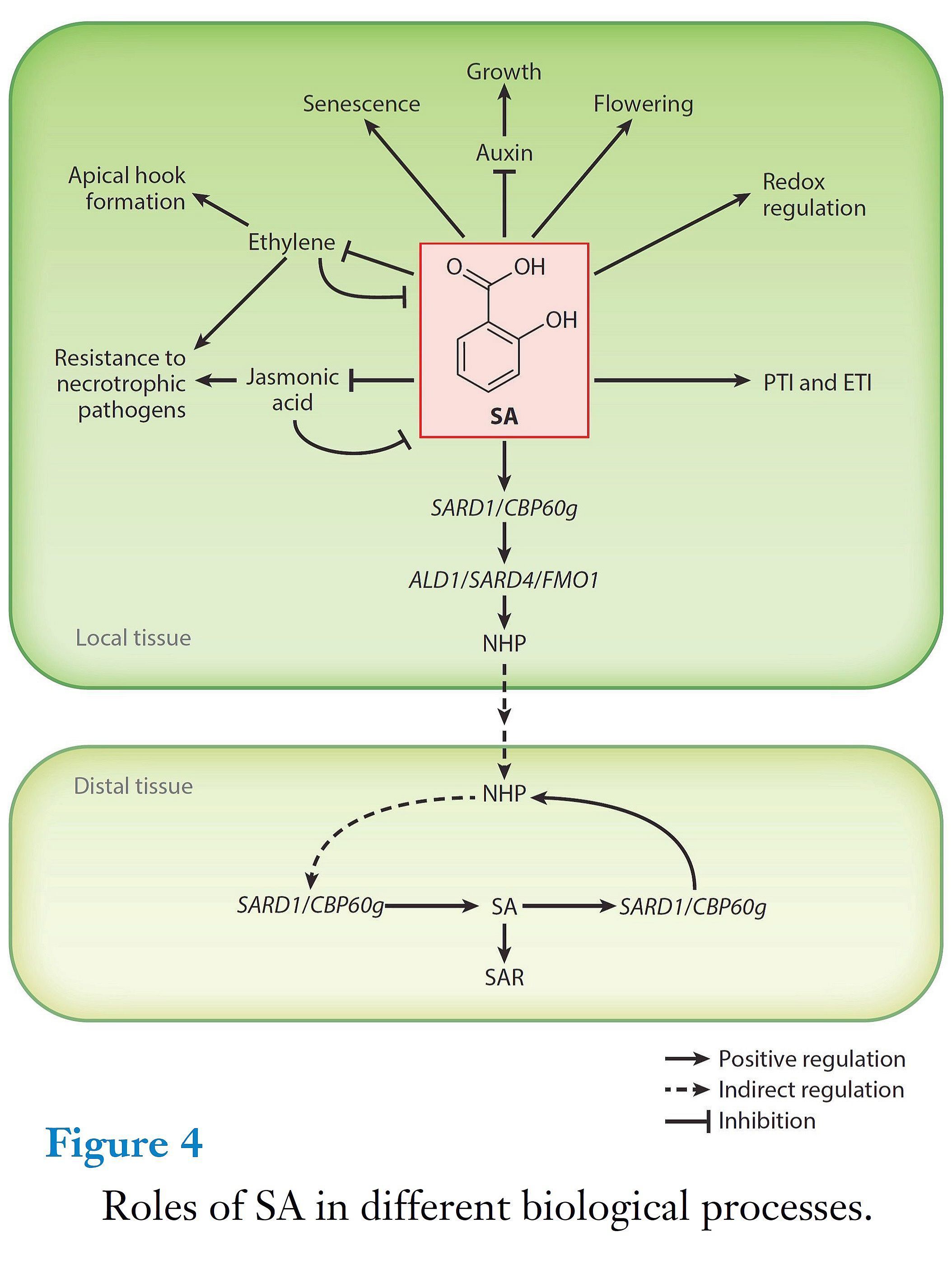 Salicylic Acid Biosynthesis And Signaling Re