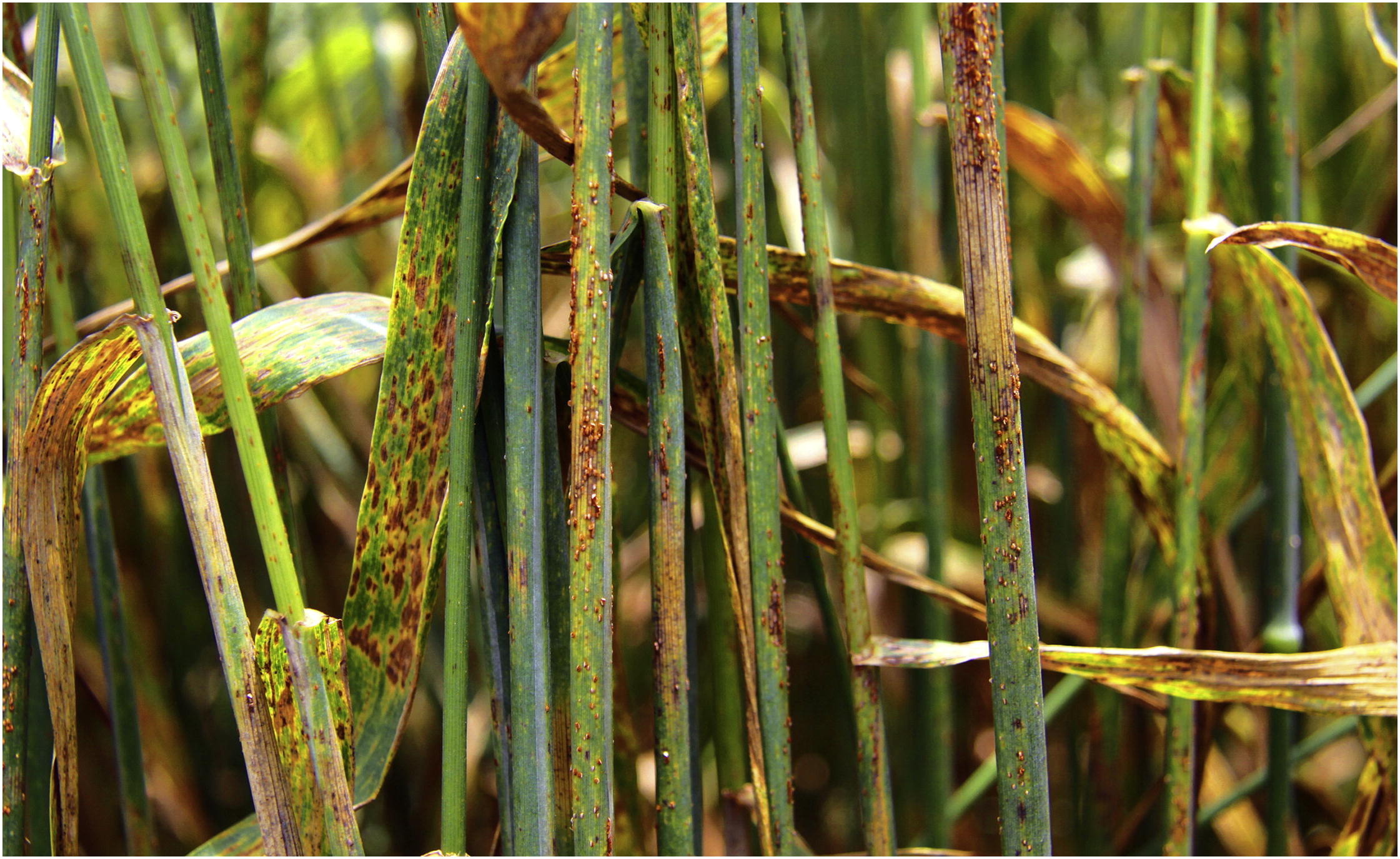 Wheat Diseases And Pests Pdf