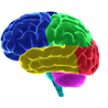 Early Brain Development