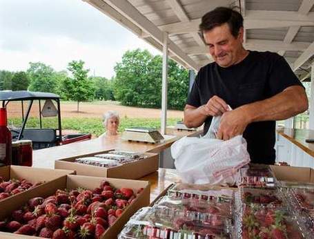 Strawberries reign as pick of the season | North Carolina Agriculture | Scoop.it