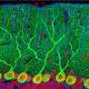 Neuroscience_topics