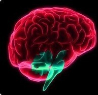 Why do we still believe when we know it&rsquo;s probably not&nbsp;true? | Knowmads, Infocology of the future | Scoop.it
