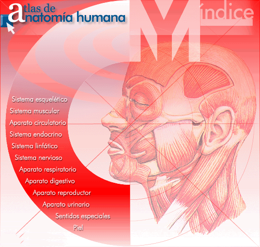 Atlas de Anatom&iacute;a Humana | Educaci&oacute;n F&iacute;sica. Compartiendo en la Red | Scoop.it