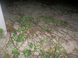 lucidTranslucent: rhizomatic patchwork | Rhizomatic Learning | Scoop.it
