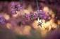 In the eastern US, spring flowers keep pace with warming climate | Vertical Farm - Food Factory | Scoop.it