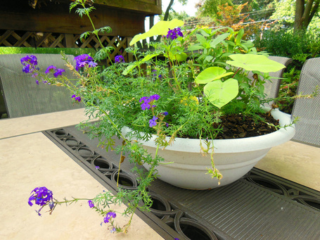 Planting Combination For Verbena, Bacopa, Colocasia, and Zinnia Annuals | Natural Soil Nutrients | Scoop.it