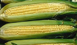 &lsquo;Public should be consulted over GMOs&rsquo; | Times of Zambia #GM crops #Environment #agriculture | GMO GM Articles Research Links | Scoop.it