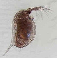 Study Exposes Multi-generational Impacts of Pesticide Exposure - eNews Park Forest | Research from the NC Agricultural Research Service | Scoop.it