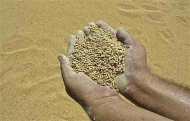 India: Govt keeps unchanged 2012/13 wheat support price | Wheat | Scoop.it
