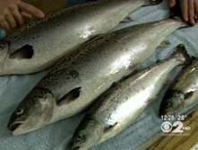 Genetically-Modified Salmon May Be Coming &mdash; With No Identifying&nbsp;Labels | Food issues | Scoop.it
