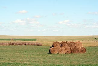 The Unconventional Harvest: A Large No-Till Organic Farm | Food issues | Scoop.it
