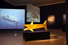 The Steel Whisperer: SHARK Exhibit at Fort Lauderdale Museum of Art | Wilton Manors | Scoop.it