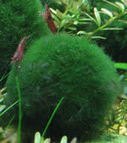 Marimo Balls | Botany Whimsy | Scoop.it