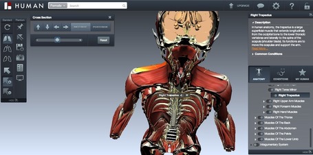 Ense&ntilde;a anatom&iacute;a humana a tus alumnos utilizando la plataforma 3D BioDigitalHuman | Zientziak | Scoop.it