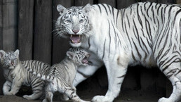 Se descifra el misterio gen&eacute;tico del tigre blanco - | Educacion, ecologia y TIC | Scoop.it