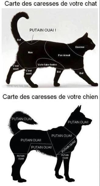 les Cartes des Caresses des Chiens et des Chats | CaniCatNews-actualité | Scoop.it