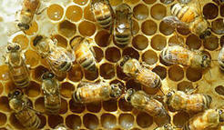 Welcome to BugGuide.Net! - BugGuide.Net | Garden Libraries | Scoop.it