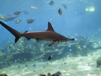 Critical Step for Sharks: The Sequel | Ocean News | Scoop.it
