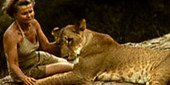 Elsa&rsquo;s Legacy: Backstory to "Born Free" Movie - Original Footage... The Lions Are Going..... | Biodiversity IS Life -- Conservation,Ecosystems,Wildlife,Rivers,Water,Forests | Scoop.it