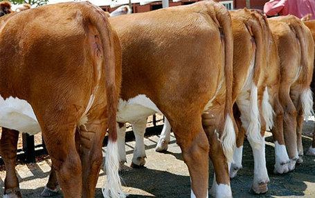 New Research: Cow Pee Can Spread Antibiotic Resistance Through the Soil | 80beats | Discover Magazine | leapmind | Scoop.it
