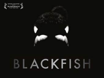 Blackfish Official Film Site | Honor the Orcas, Dive in! | Scoop.it