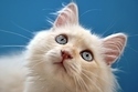 Can You Judge A Cat By Its Color? | Feline Health and News - manhattancats.com | Scoop.it