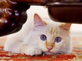 Ridiculously cute hotel lobby pets