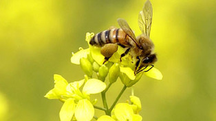Stort ekonomiskt v&auml;rde i pollinering | vetenskap | Naturkunskap, kemi och biologi | Scoop.it