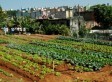 Urban Agriculture In Brazil's Favelas Grows Thanks To Hans Dieter ... | Vertical Farm - Food Factory | Scoop.it
