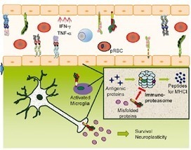 La Microbiolog&iacute;a en la Web: Nuestra ciencia: Entendiendo c&oacute;mo produce da&ntilde;os neurol&oacute;gicos la malaria cerebral | Microbiolog&iacute;a-SEM | Scoop.it