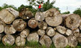 What's Redd and will it help tackle climate change? | The Glory of the Garden | Scoop.it
