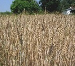 Hessian fly in wheat: Should I spray? | Grains content from Southeast Farm Press | Research from the NC Agricultural Research Service | Scoop.it