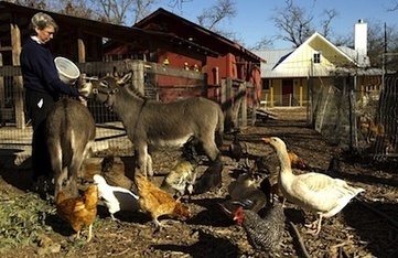 Urban farm, neighbor collide in East Austin, Texas | Food and Farming | Vertical Farm - Food Factory | Scoop.it