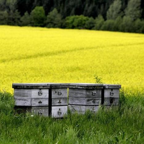 Les néonicotinoïdes, ces pesticides qui attirent les abeilles | apiculture31 | Scoop.it