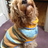 North London Dogs