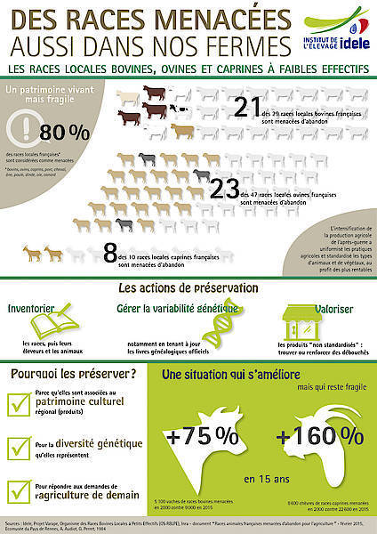 Infographie Les Races Locales Bovines Ovine