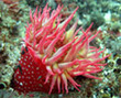 Oregon&rsquo;s First System of Marine Reserves | #ocean #scuba | Scuba Diving | Scoop.it