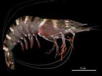 Newarkadvocate - Asian tiger shrimp invade U.S. waters | DiverSync | Scoop.it