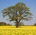 Forest chiefs 'planted 70,000 foreign ash trees after disease alert' despite warnings imports could pose a threat to Britain | Plant Pests - Global Travellers | Scoop.it