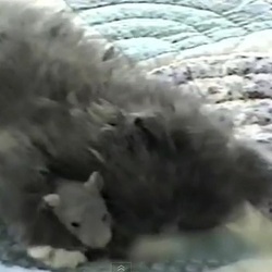 Un chat et un rat font des c&acirc;lins (Vid&eacute;o du jour) | Notre ami : Le chat | Scoop.it