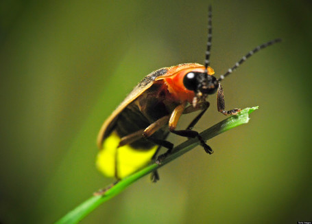Why Do Fireflies Glow? | Buffy Hamilton's Unquiet Commonplace "Book" | Scoop.it
