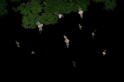 Bats in the Garden | 100 Acre Wood | Scoop.it
