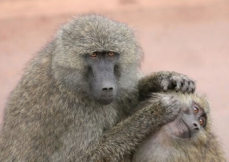 Bonobos (And Maybe Baboons) Domesticated Themselves &laquo; NextNature.net | Knowmads, Infocology of the future | Scoop.it