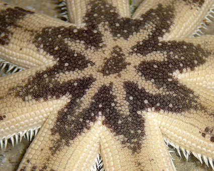 Starfish Macro Shots! Up Close Tropical Edition! | Amocean OceanScoops | Scoop.it
